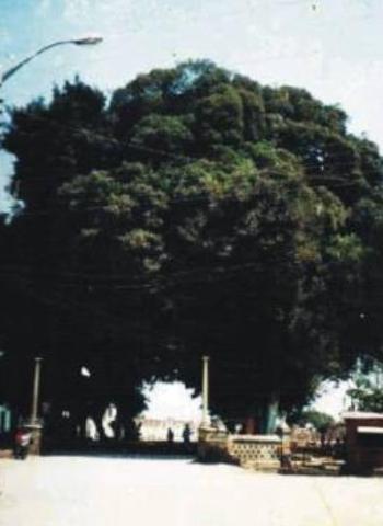 Construyó la alameda que conduce del puente al cementerio