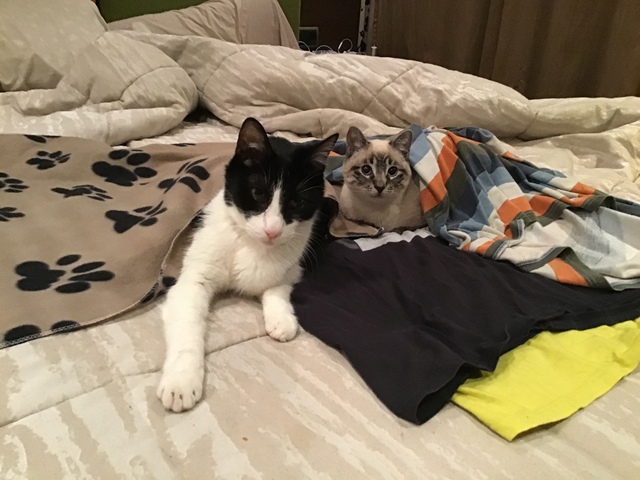 Jugant amb els meus gats