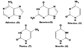 Base nitrogenatuen aurkikuntza