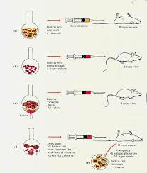 Griffithen esperimentua