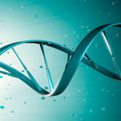Timeline: De la fecundación al parto