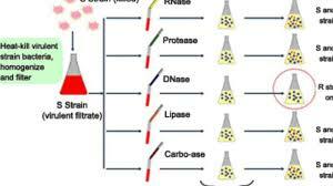 Averyren esperimentua