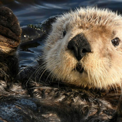 Timeline: Sea Otters to Flourish Again