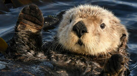 Timeline: Sea Otters to Flourish Again