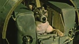 Timeline: Animals sent to space