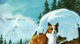 Timeline: 8A/Clarence ~ Independent Reading #1 "The Call of the Wild" by Jack London