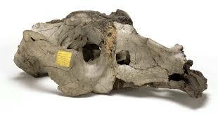 Charles en Argentina