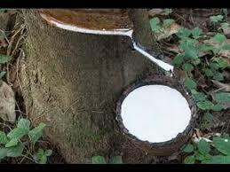 Darwin y su descubrimiento del caucho