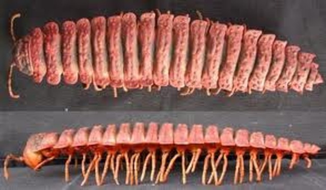 First land creatures