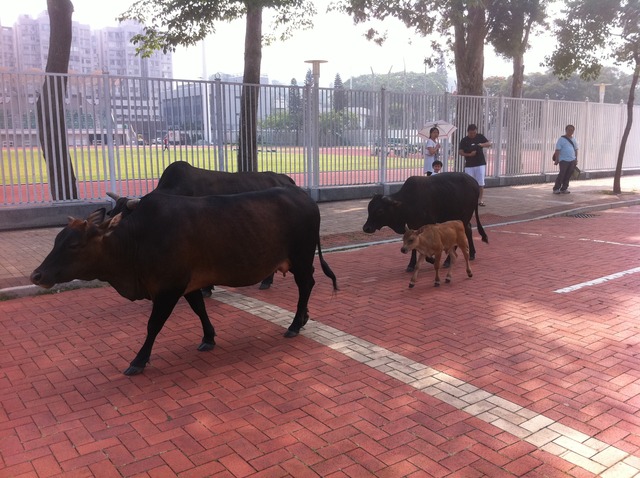Remote controlled Cow Spotted in Hong Kong
