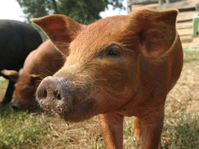 Old World Crops & Animals to the Americas