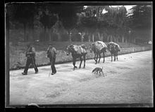 Origen de los "Arrieros"