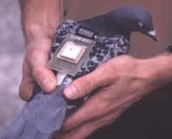 Homing pigeons carry messages