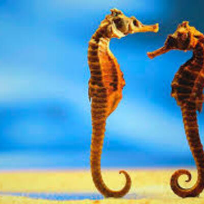 Timeline: Caballo de mar