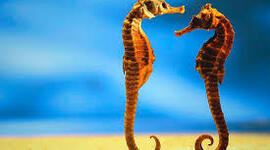 Timeline: Caballo de mar