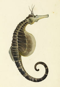 Hippocampus abdominalis (Lesson, 1827)