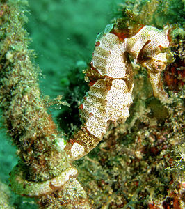 Hippocampus alatus (Kuiter, 2001)