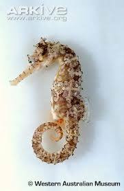 Hippocampus angustus (Günther, 1870)