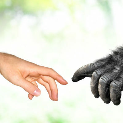 Timeline: Evolución del Ser Humano