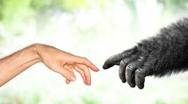 Timeline: Evolución del Ser Humano