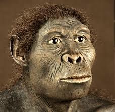 Homo habilis