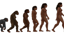 Timeline: La evolución de los homínidos