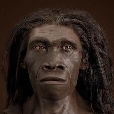 Homo erectus