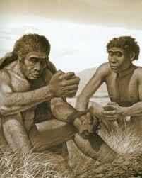 Homo ergaster (1.6 - 1.3 M.a.)