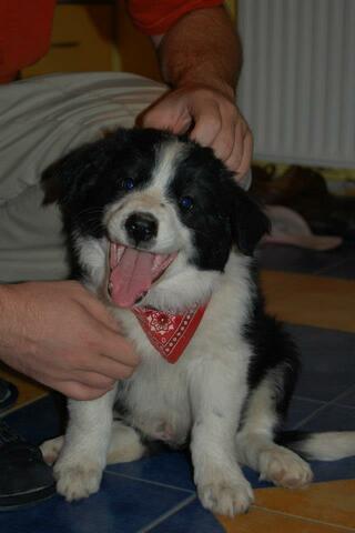 Il aduc acasa pe cainele Monty