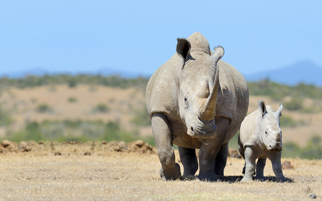 Saving the Rhinos