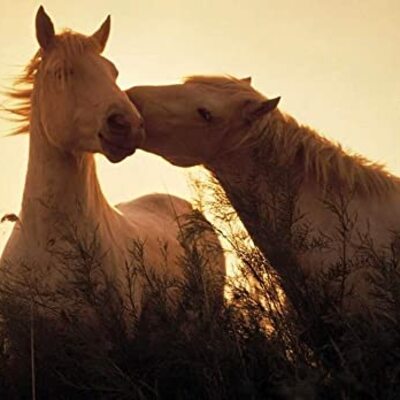 Timeline: History of Horses