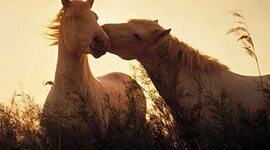 Timeline: History of Horses