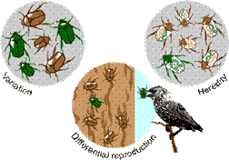 Darwin elabora la noción de la selección natural.