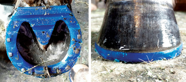 3D Printed Horseshoe created