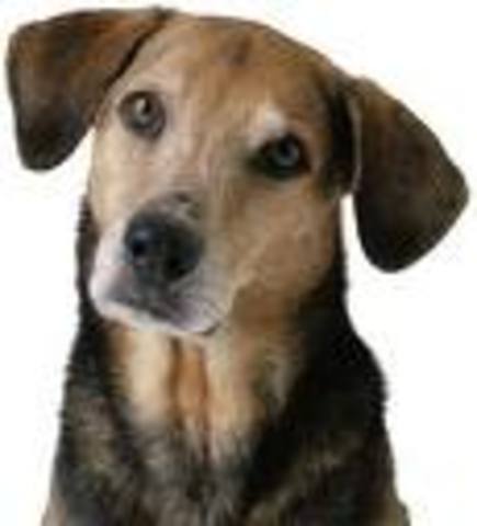 when my sister dog die