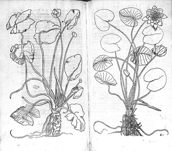 Portraits of Living Plants