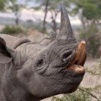 Timeline: Prediction to black rhinos extinction