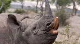 Timeline: Prediction to black rhinos extinction