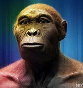 Homo habilis