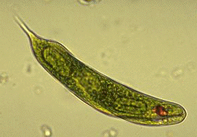 First protist observed