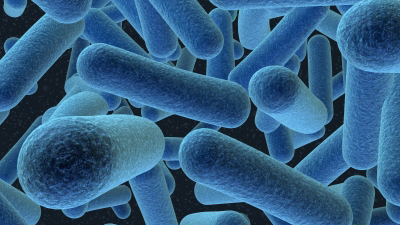 First bacteria observed