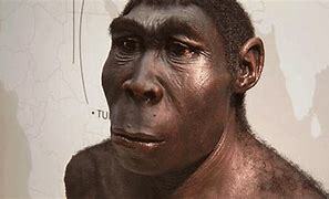 Homo erectus