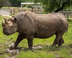 The subspecies extinction