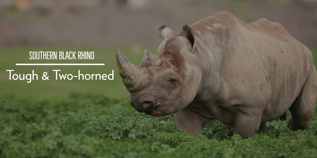 Working on bringing Black Rhinos out of endangerment