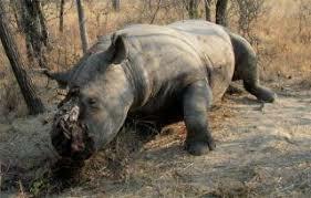 Are Black Rhinos really going to become extinct?