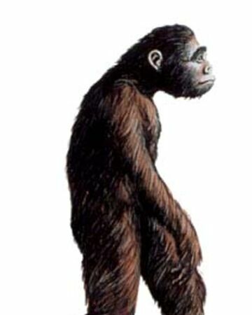 El australopithecus