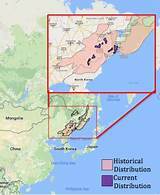 The Discovery of The Amur Leopard