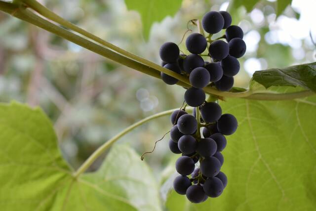 1445 BC: Twelve Spies Enter Canaan: Numbers 13-15