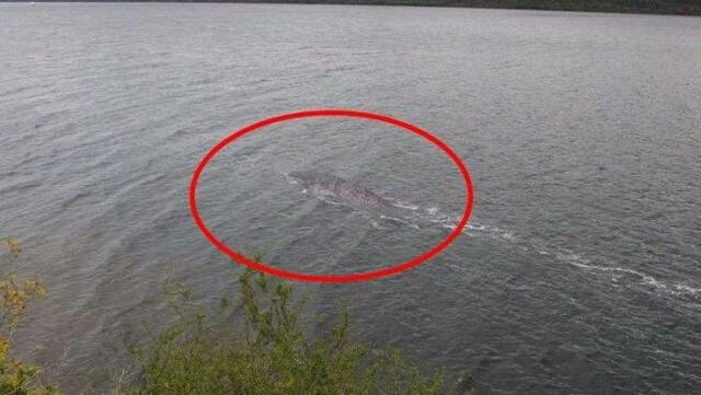 Nessie was seen