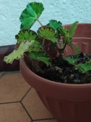 Cuido mi Begonia